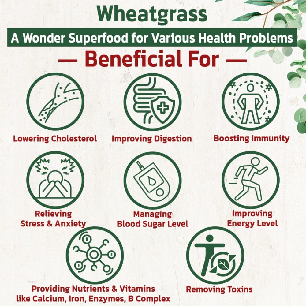 wheatgrass powder benefits